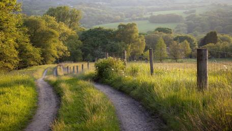 Tranquil Pathway Through Lush Green Landscape wallpaper