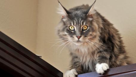 Majestic Maine Coon Cat on a Shelf wallpaper