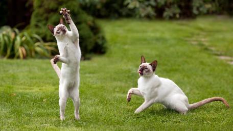 Playful Siamese Cats in the Garden wallpaper
