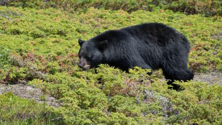 Majestic Black Bear in a Lush Green Landscape wallpaper