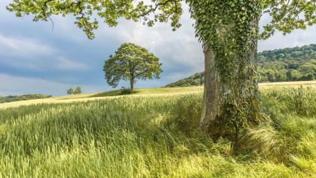 Serenity in Nature's Embrace wallpaper