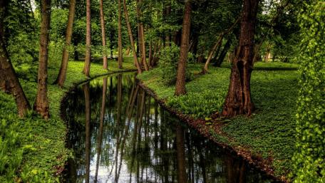 Tranquil Forest Stream Surrounded by Lush Greenery wallpaper
