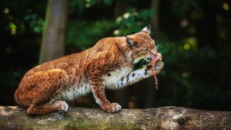 Majestic Lynx Enjoying a Meal wallpaper