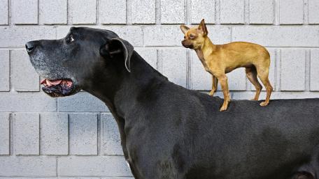 Giant and Tiny: A Playful Contrast in Canine Companionship wallpaper