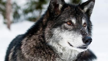 Majestic Wolf in a Winter Wonderland wallpaper