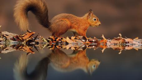 Squirrel Wandering by the Water's Edge wallpaper