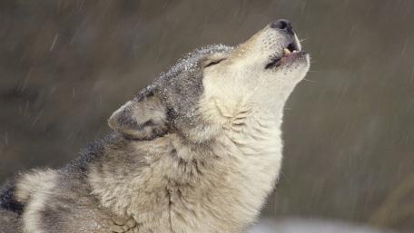 Majestic Wolf Howling in the Snowy Wilderness wallpaper