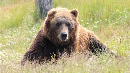 Majestic Bear in Natural Habitat wallpaper