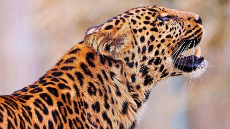 Majestic Leopard in the Wild wallpaper