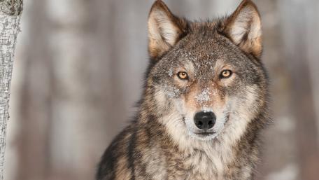Majestic Wolf Amidst a Winter Landscape wallpaper