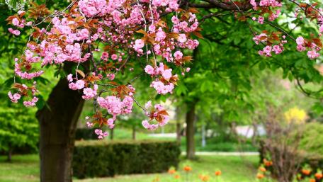 Blossoming Cherry Trees in a Vibrant Spring Park wallpaper