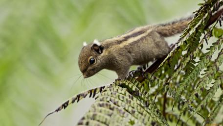 Charming Squirrel on a Fern Leaf wallpaper
