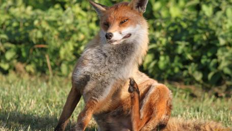 Playful Fox in a Natural Setting wallpaper