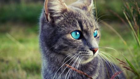 Enchanting Gray Cat with Striking Blue Eyes wallpaper