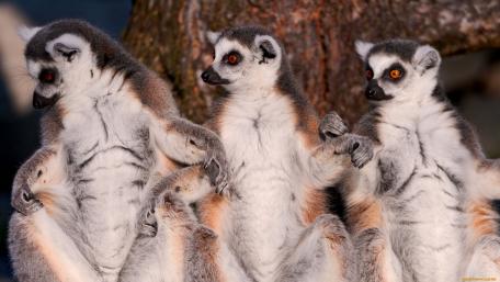 Charming Lemurs Relaxing Together in Nature wallpaper