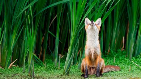 Curious Fox Amidst Lush Greens wallpaper