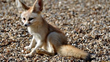 Graceful Fennec Fox Amidst Pebbles wallpaper