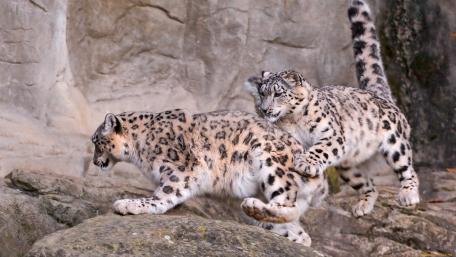 Wild Beauty of Snow Leopards in Nature's Habitat wallpaper
