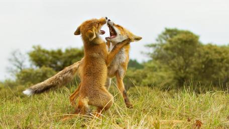 Playful Foxes Engaged in a Dance of Joyful Energy wallpaper
