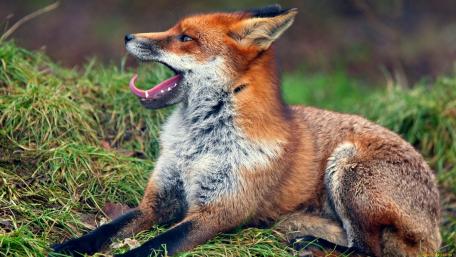 Vibrant Fox Relaxing in Nature wallpaper