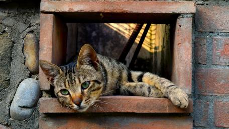 Captivating Cat Gazing Through Window wallpaper