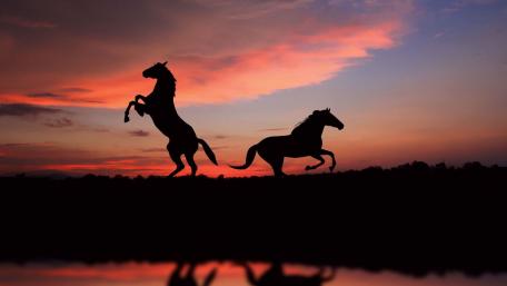 Majestic Horses at Sunset Silhouette wallpaper