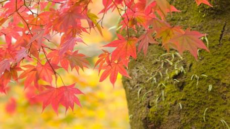 Autumn Leaves Under a Mossy Tree wallpaper
