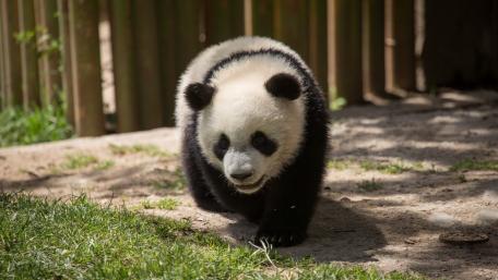 Playful Panda Cub in a Natural Habitat wallpaper
