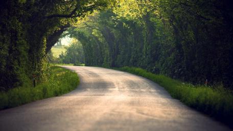 Serene Pathway Through Lush Green Trees wallpaper