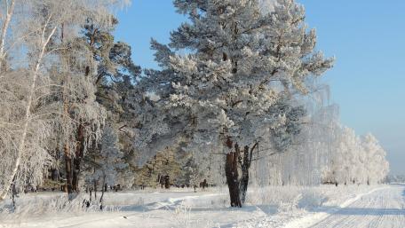 Winter Wonderland in Nature's Embrace wallpaper