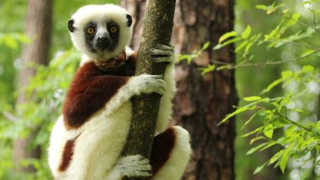 Curious Lemur in Lush Greenery wallpaper