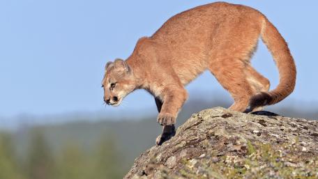 Majestic Mountain Lion in Nature's Embrace wallpaper