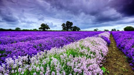Lavender Fields Under Dramatic Clouds wallpaper