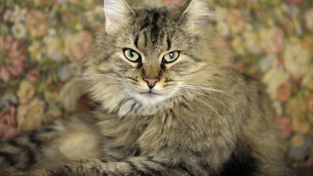 Majestic Feline Portrait in 4K Quality wallpaper