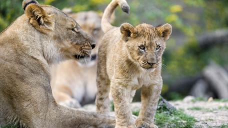 Playful Lion Cub with Mother in Nature wallpaper