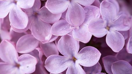 Delicate Lilac Petals in Bloom wallpaper