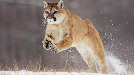 Majestic Cougar in Motion wallpaper