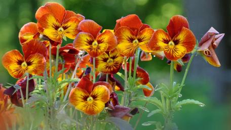 Vibrant Orange Yellow Pansies in Bloom wallpaper