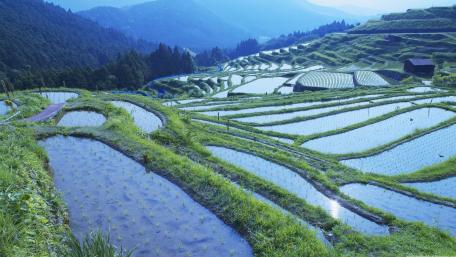 Serene Terraced Rice Fields at Dawn wallpaper