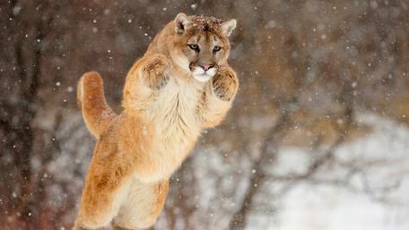 Majestic Cougar in Snowy Leap wallpaper
