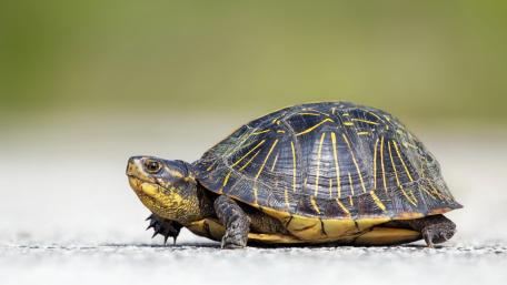 Turtle on a Sunny Day in Nature wallpaper