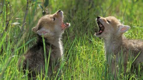 Joyful Coyote Puppies Howling Together wallpaper