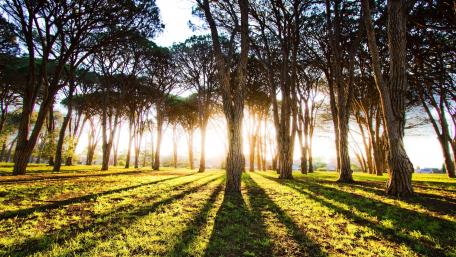 Serenity in a Sunlit Forest Glade wallpaper