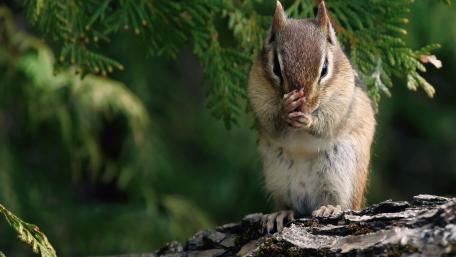 Playful Chipmunk in Nature wallpaper
