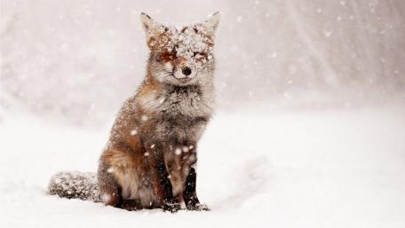 Majestic Fox in a Winter Wonderland wallpaper