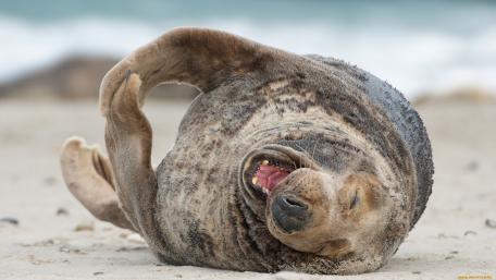 Playful Seal Enjoying the Sunshine wallpaper
