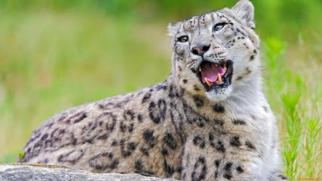 Majestic Snow Leopard in Nature's Embrace wallpaper