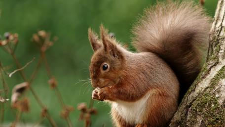 Charming Squirrel in a Natural Setting wallpaper