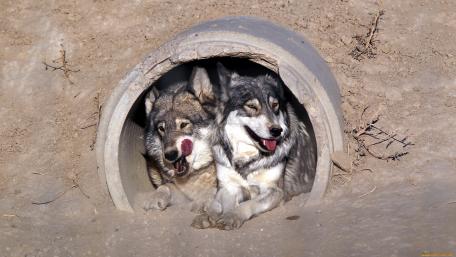 Playful Wolves in a Cozy Den wallpaper