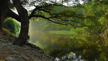 Tranquil Reflections in Nature's Embrace wallpaper